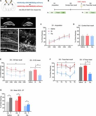 NPY Released From GABA Neurons of the Dentate Gyrus Specially Reduces Contextual Fear Without Affecting Cued or Trace Fear